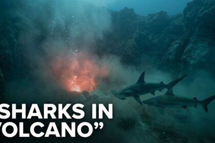 Sharks in kavachi volcano discovery