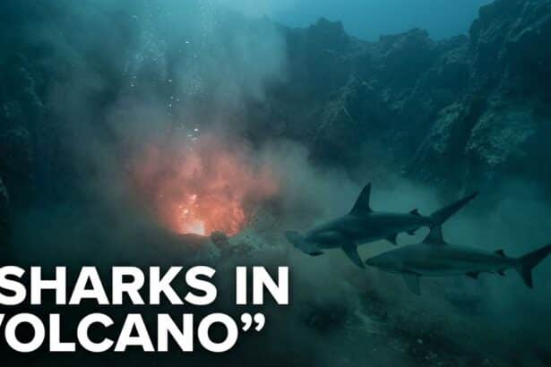 Sharks in kavachi volcano discovery